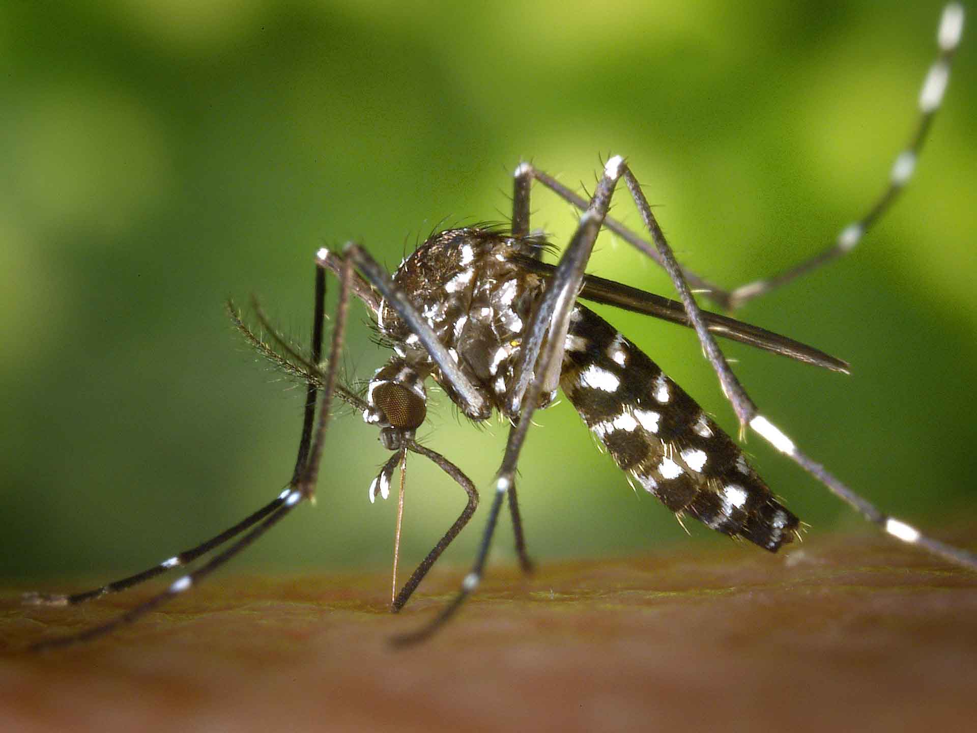 Lire la suite à propos de l’article Mosquito-borne diseases has threaten World