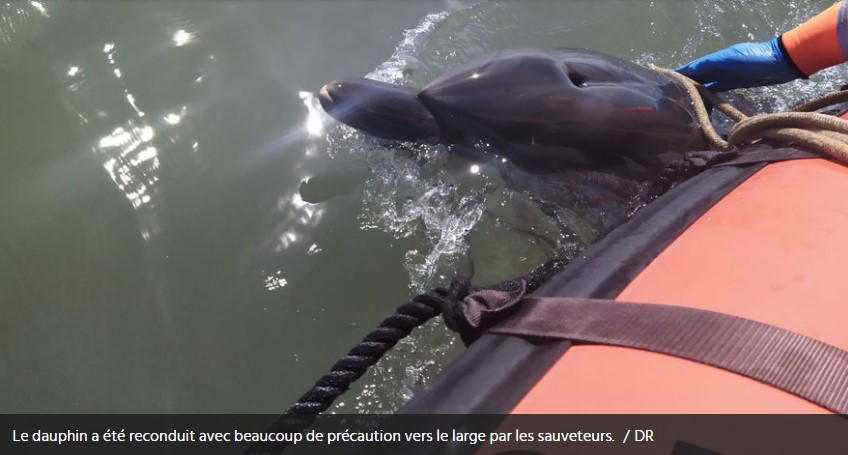 Lire la suite à propos de l’article Aude : la vidéo d\&rsquo;un dauphin échoué, pris en charge et relâché au large de Gruissan