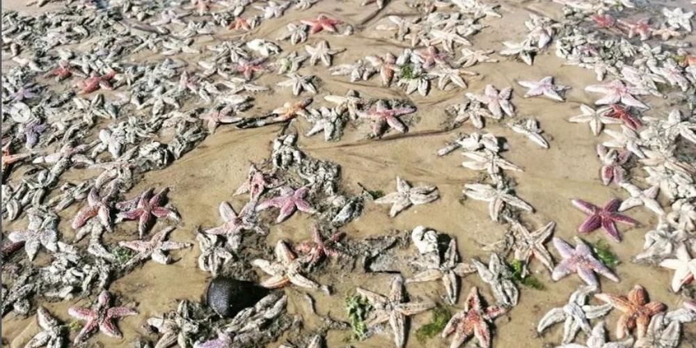 Lire la suite à propos de l’article Vidéo. Dune du Pilat : échouage massif d’étoiles de mer sur la plage, les scientifiques cherchent des explications
